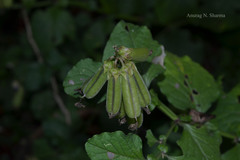 Crotalaria verrucosa